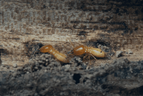 signs of termite damage