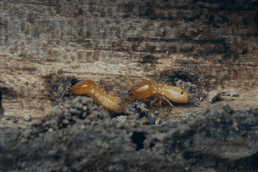 signs of termite damage
