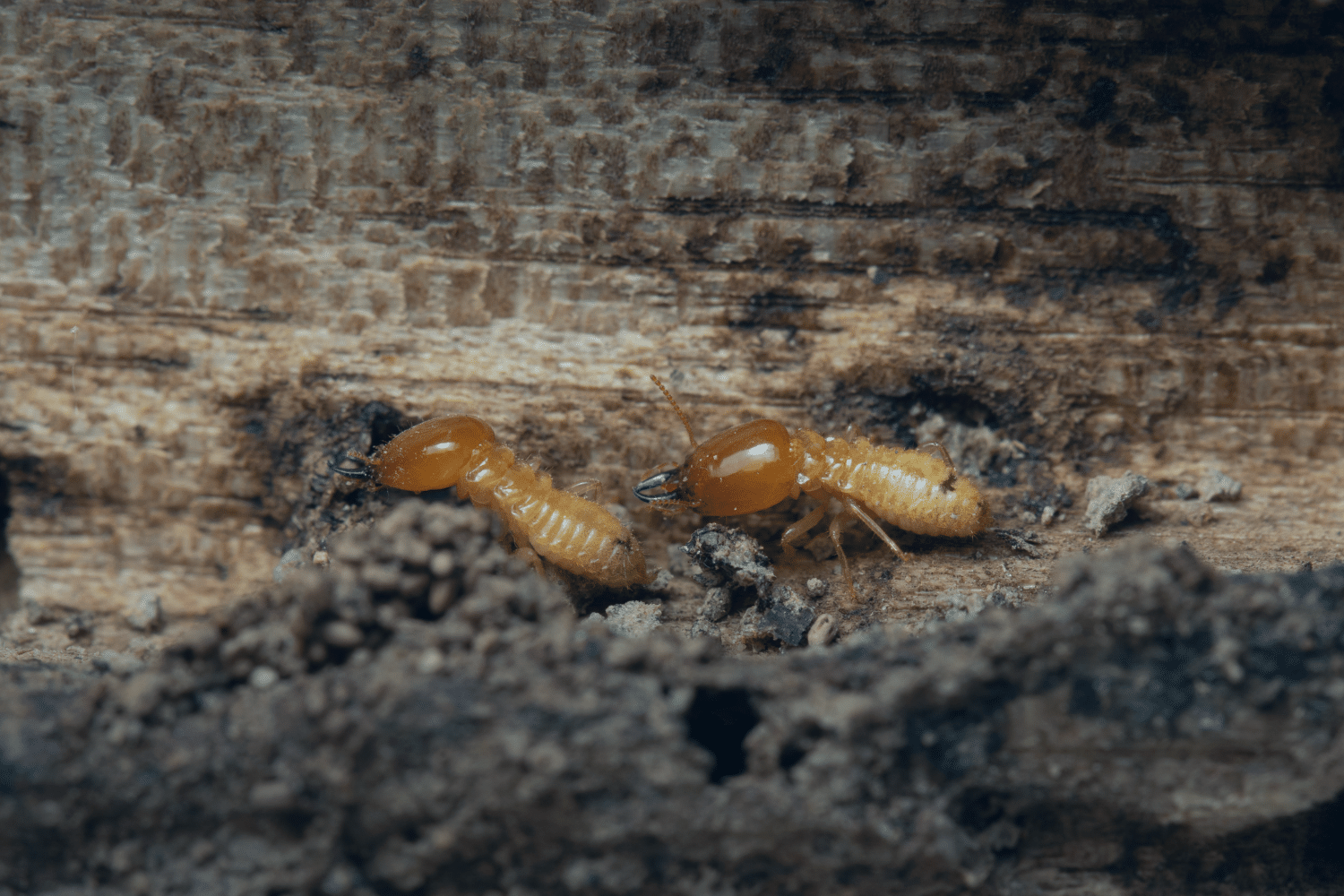 signs of termite damage