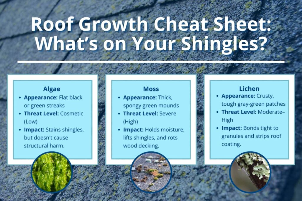 An infographic titled "Roof Growth Cheat Sheet: What's on Your Shingles?" comparing the appearance, threat levels, and roof impacts of algae, moss, and lichen.