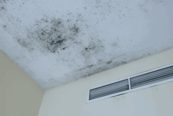 black mold on ceiling