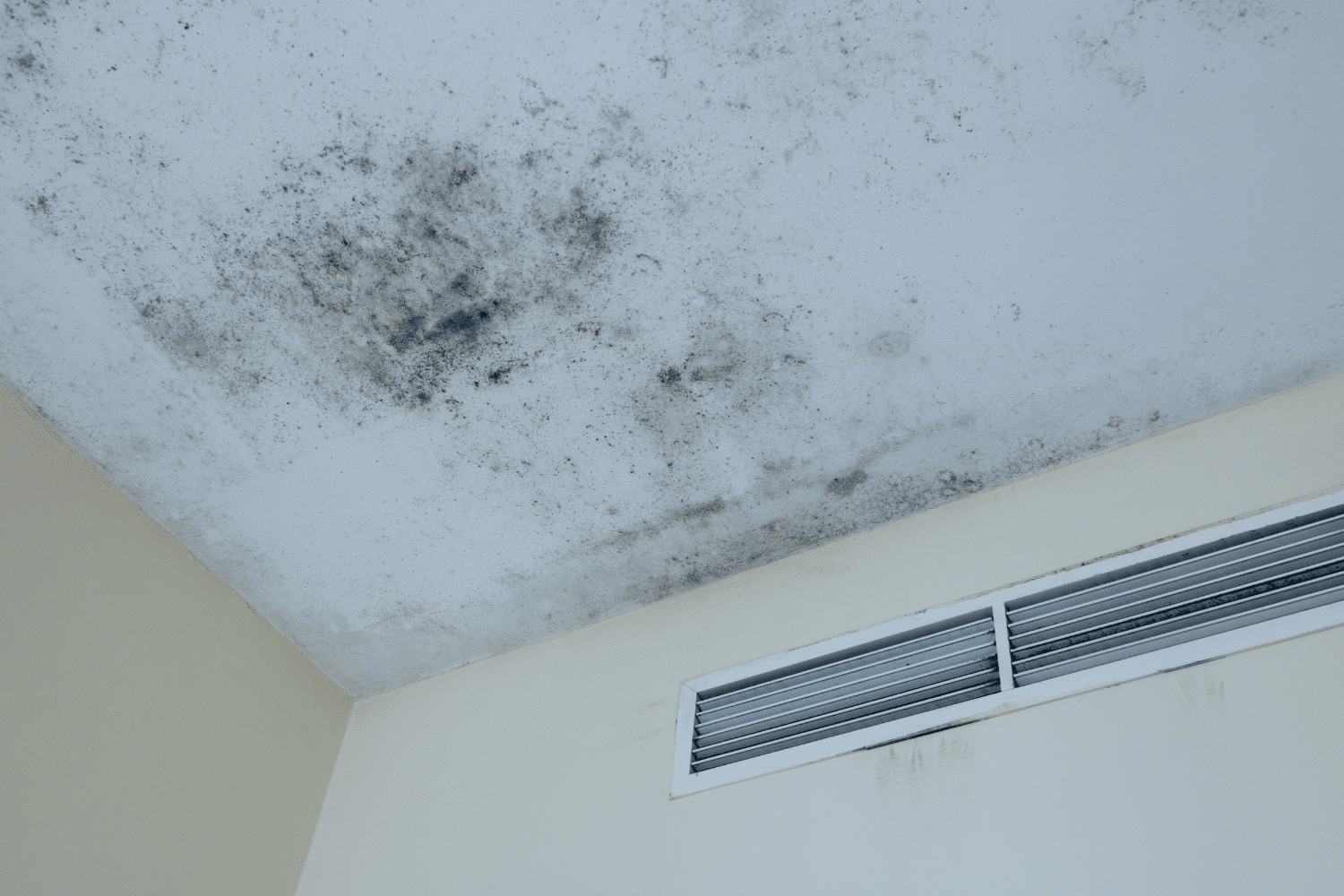 black mold on ceiling