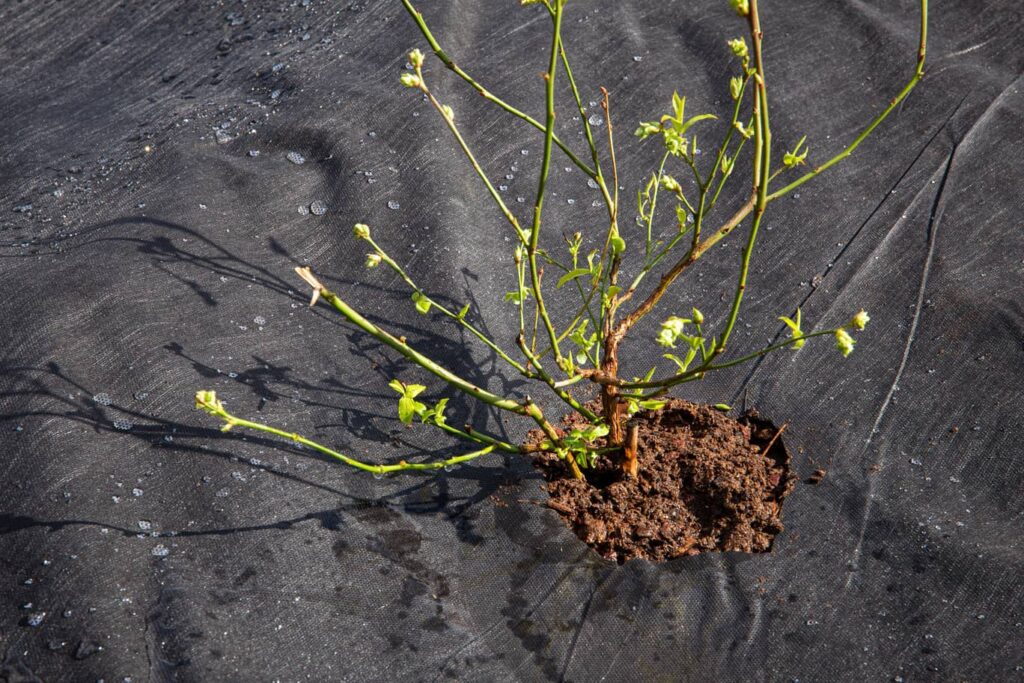 Landscape fabric can keep out the water but also keep it too dry.