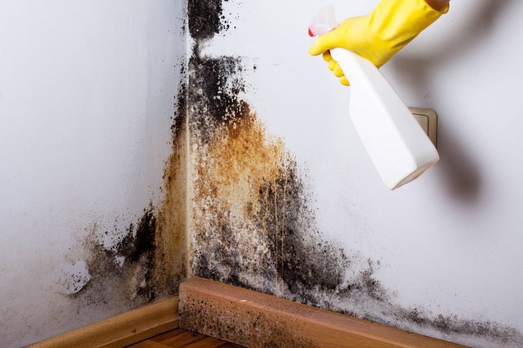 Mold on the wall needs cleaning and a professional to let you know if it needs remediation.