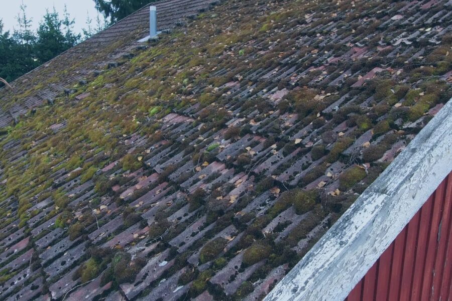 Thick green moss and scattered debris heavily covering a weathered, tiled roof slope.