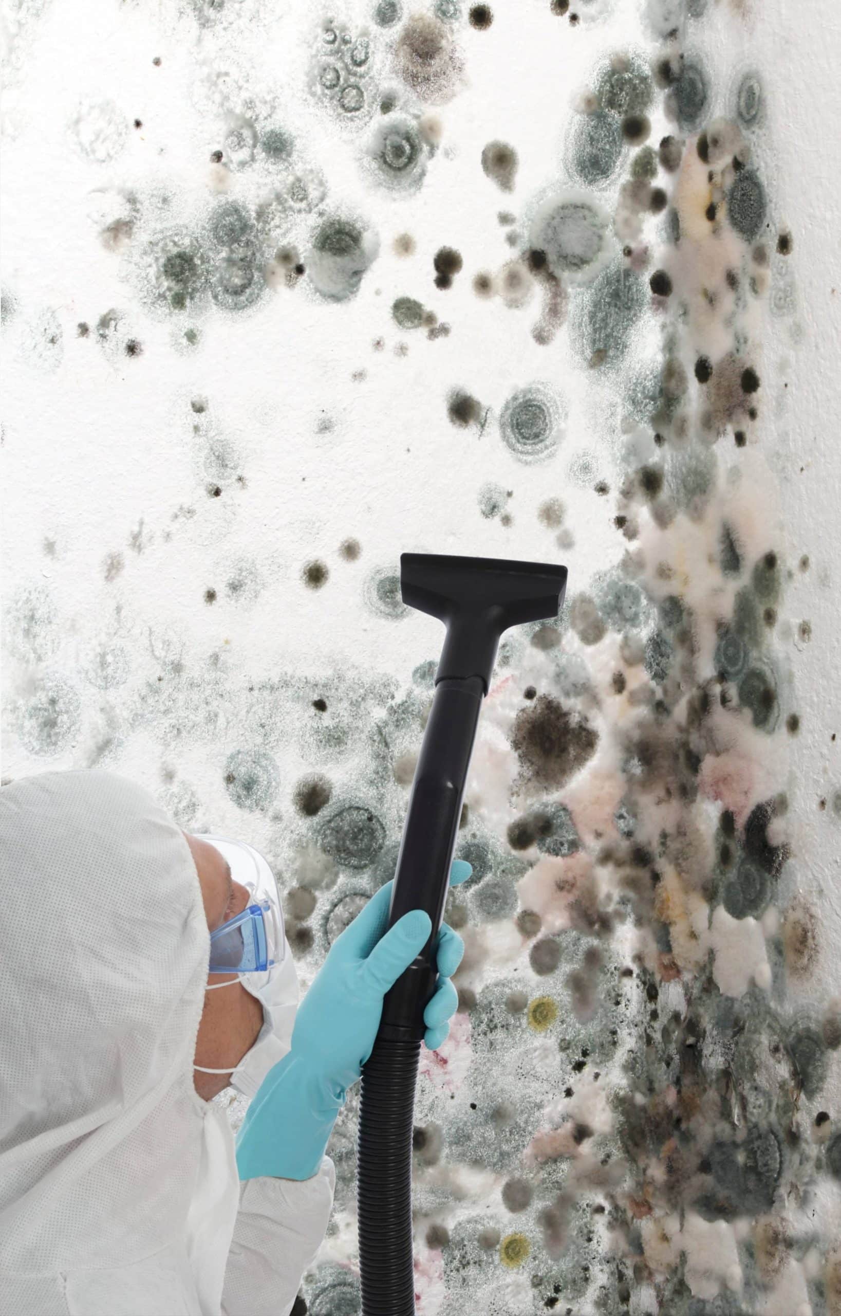 Fairfield Mold Remediation - Mold Removal Ct Services